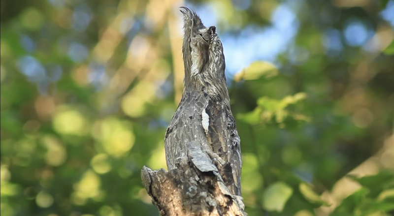 Illustration for article titled This tree branch is actually a camouflaged bird standing really still